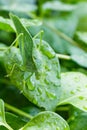 A Katydid leaf bug camouflaged on a vinca leaf Royalty Free Stock Photo