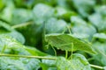 A Katydid leaf bug on a vinca vine Royalty Free Stock Photo