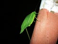 Katydid - Leaf Insect Royalty Free Stock Photo