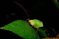 katydid ,a leaf mimicking insect Royalty Free Stock Photo