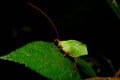 katydid ,a leaf mimicking insect Royalty Free Stock Photo