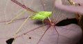 Katydid on The Leaves with Rain Forest Royalty Free Stock Photo