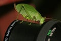 Katydid macro