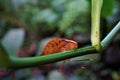 Katydid mimicking a leaf in Las Quebradas Royalty Free Stock Photo
