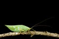 Katydid mimicking a leaf on a twig.