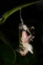 Katydid molting isolated on black background.