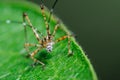 Katydid Nymph Royalty Free Stock Photo