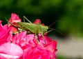 Katydid Tettigonia cantans Royalty Free Stock Photo