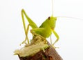 Katydid on twig Royalty Free Stock Photo