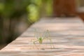 Katydid walking on a mantel. A beautiful macro portrait. Royalty Free Stock Photo