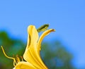 Katydid on Yellow Lilly Flower Royalty Free Stock Photo