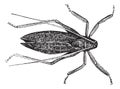 Katydide Cyrtophyllus concavus or long-horned grasshopper vintage engraving Royalty Free Stock Photo