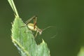 Katydids