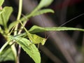 Katydids or bush crickets,Tettigoniidae Royalty Free Stock Photo