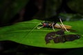 Katydids cricket - Macroxiphus sumatranus Royalty Free Stock Photo