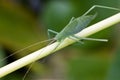 Katydids nymphs Royalty Free Stock Photo