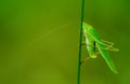 Katydids Royalty Free Stock Photo