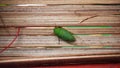 katydids stick to bamboo crafts Royalty Free Stock Photo
