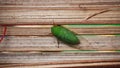 katydids stick to bamboo crafts Royalty Free Stock Photo