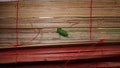 katydids stick to bamboo crafts Royalty Free Stock Photo