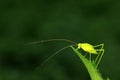 Katydids on wild plants, North China Royalty Free Stock Photo