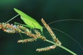Katydids on wild plants, North China Royalty Free Stock Photo
