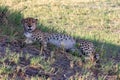 A cheetah looks into the camera