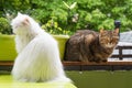 White persian cat and brown tabby cat on balcony Royalty Free Stock Photo