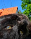 Katze, Cat,  sky, himmel Royalty Free Stock Photo