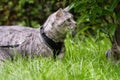 Tabby cat with harness on a leash Royalty Free Stock Photo
