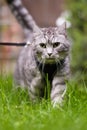 Tabby cat with harness on a leash Royalty Free Stock Photo