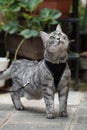 Tabby cat with harness on a leash Royalty Free Stock Photo
