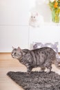 Two cats in a living room Royalty Free Stock Photo