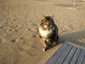 Katze in Strand