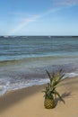 Pineapple on a sandy Hawaiian Beach with a Rainbow