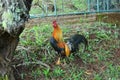 Kauai Rooster, Hawaiian Islands Royalty Free Stock Photo