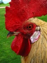Kauai rooster head close up Royalty Free Stock Photo