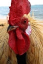 Kauai rooster head close up at beach Royalty Free Stock Photo
