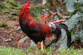 Kauai Wild Rooster Royalty Free Stock Photo
