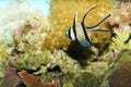 Kaudern's Cardinalfish in Aquarium Royalty Free Stock Photo