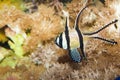Kaudern's Cardinalfish in Aquarium Royalty Free Stock Photo