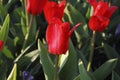 Kaufmanniana red tulips Showwinner bloossom. Royalty Free Stock Photo