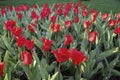 Kaufmanniana red tulips Showwinner bloossom. Royalty Free Stock Photo