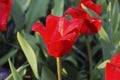 Kaufmanniana red tulips Showwinner bloossom. Royalty Free Stock Photo