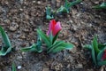 Kaufmanniana tulip Scarlet Baby grow in the flowerbed.