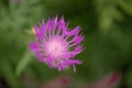 Kaukasus knapweed Centaurea karabaghensis, close-up flower in Azerbaijan