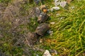 KAUNOS, DALYAN, TURKEY: Five turtles in the grass in the ancient city of Kaunos.