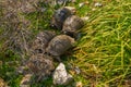 KAUNOS, DALYAN, TURKEY: Five turtles in the grass in the ancient city of Kaunos.