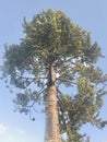 Kauri Agathis australis Great Tree.