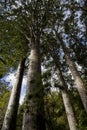 Kauri Forest Royalty Free Stock Photo